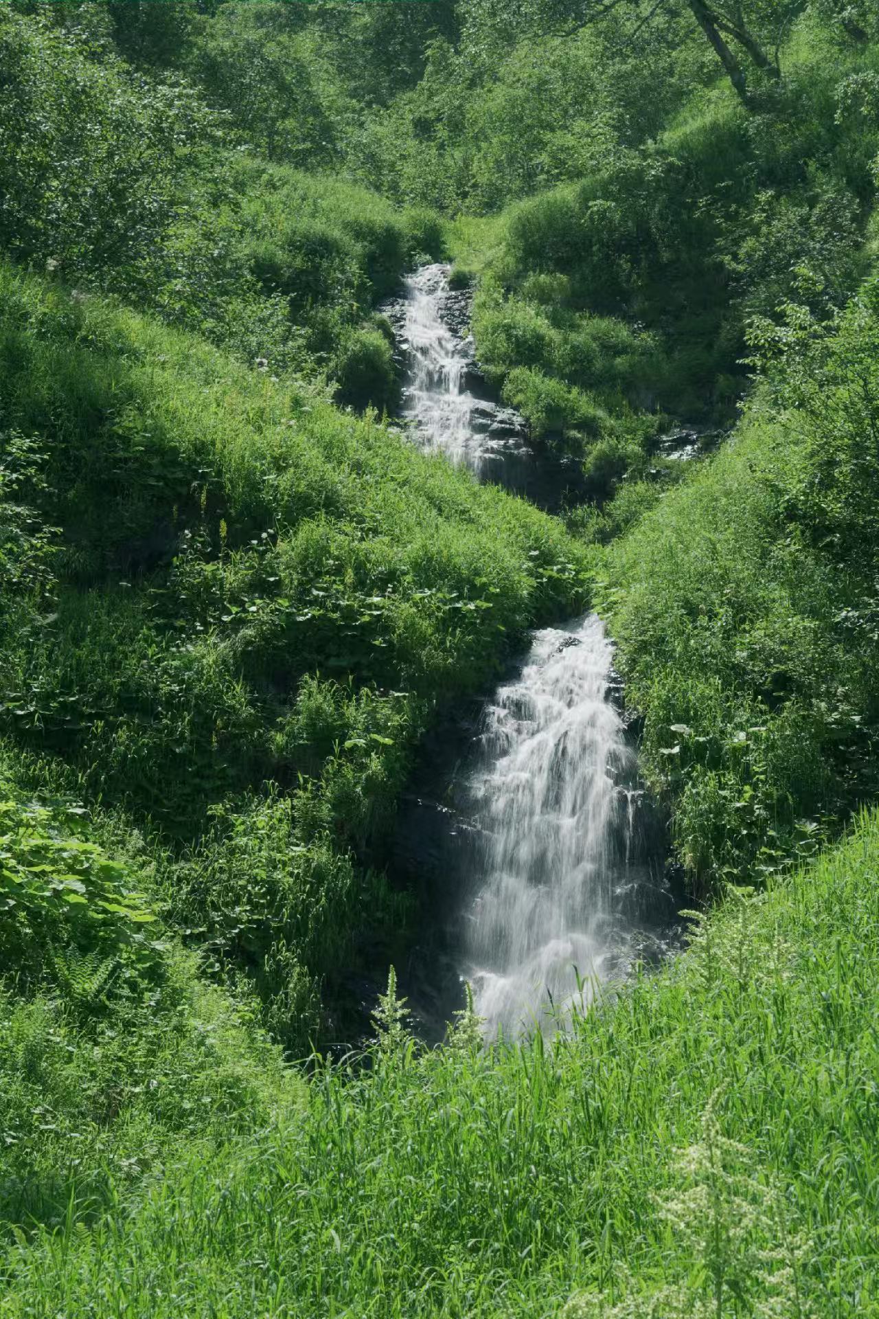 岳桦双瀑